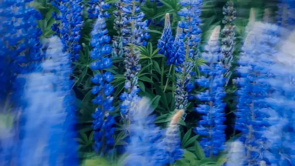 Practical guide for US advertisers to find Bolivia-based Moj creators for giveaway campaigns — sourcing tactics, outreach templates, compliance notes, and campaign playbook.