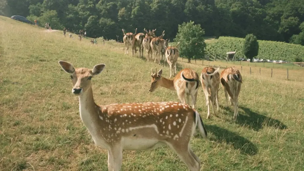 Practical guide for US advertisers to discover and collaborate with Myanmar Takatak creators for event vlogs — outreach tactics, vetting, logistics, and creator monetization tips.