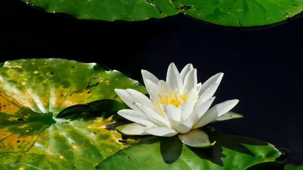 Practical playbook for US creators who want to contact Moroccan brands on Shopee and land product review deals — outreach channels, message templates, and real examples.