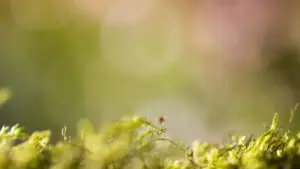 Practical playbook for US advertisers to find South African Discord creators for song launches — outreach channels, vetting, deal structures, and a ready-to-run mini-campaign.