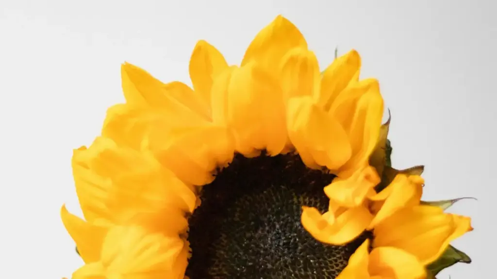 Practical guide for US-based creators: how to approach India brands on Josh to co-create healthy-habit content that performs, with real examples and step-by-step outreach templates.