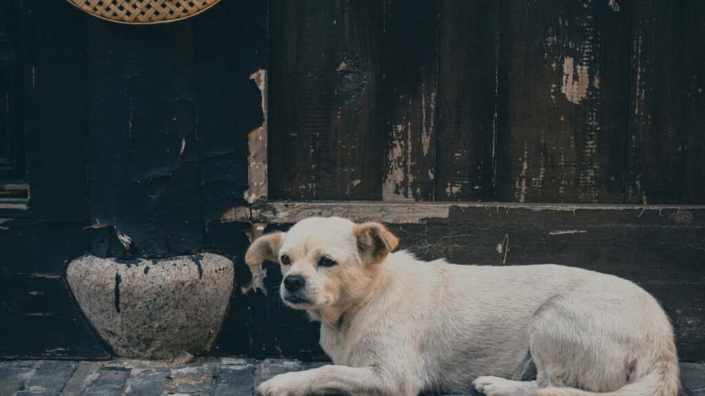 Practical guide for US-based creators who want to connect with Indian brands on Josh to promote healthy habits outreach tactics, campaign ideas, and real examples from India's wedding-season brand play.