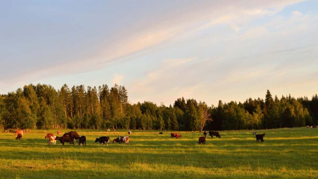 Practical playbook for creators in the United States to reach Puerto Rico brands on Pinterest and convert inspiration into online course signups.