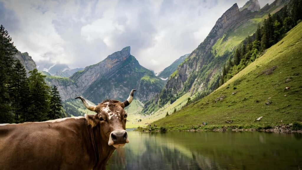 Practical playbook for US advertisers to find Canadian Amazon creators who can shift brand sentiment fastdata-driven steps, outreach templates, and campaign hooks.