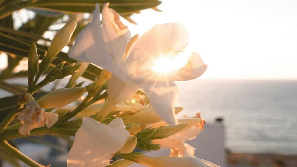 Practical playbook for US creators to connect with Saudi Arabia brands via Disney Plus content pathways, PR tactics, and AI-driven personalization tactics that actually work in 2026.