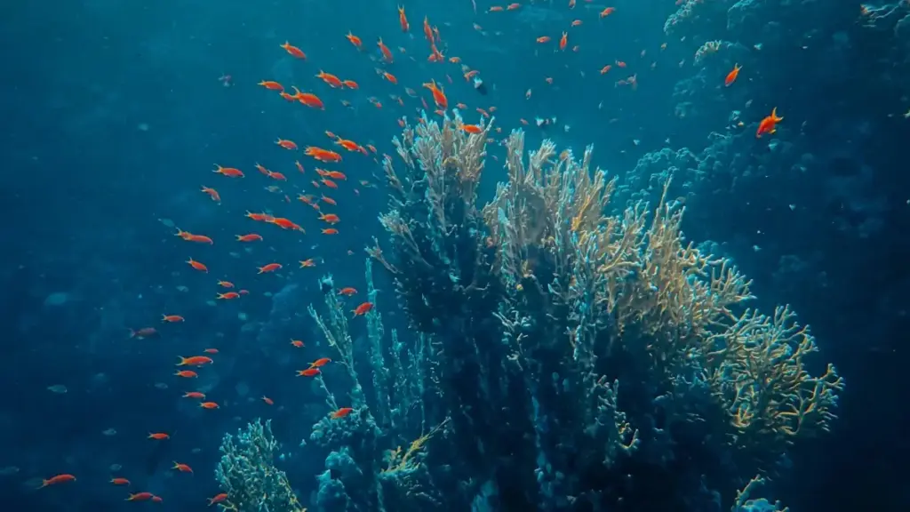 Practical playbook for US advertisers to find Tunisia Chingari creators for seasonal sales — sourcing, outreach, briefs, payment models, and risk checks tailored to Tunisian creator culture.