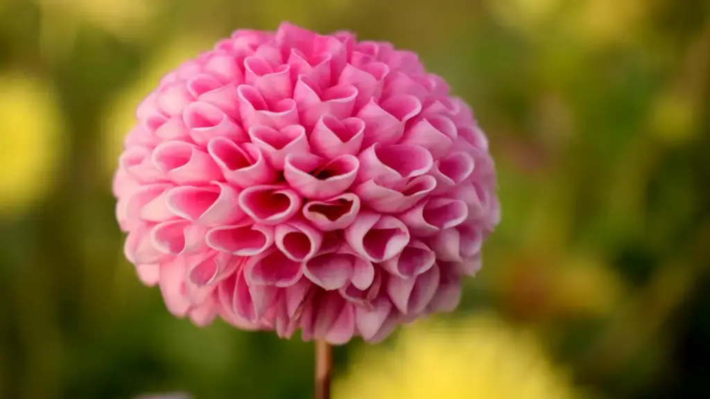 Practical guide for US advertisers to find Bahrain-based Disney Plus creators for makeup tutorials — outreach channels, vetting, contracts, and campaign playbook.