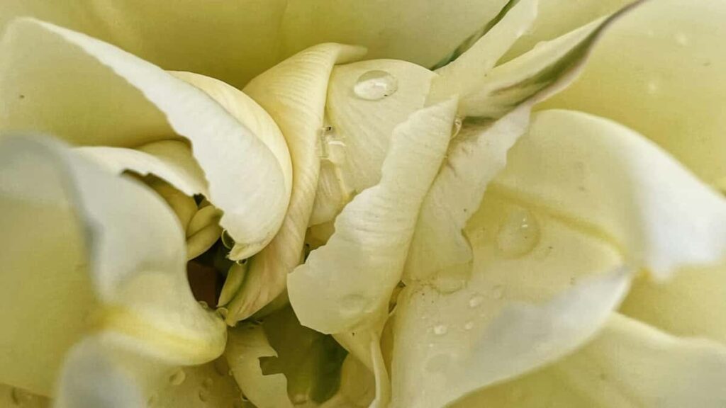 Practical playbook for US advertisers to discover Cambodia Shopee creators and launch beauty products with local reach and real-world tactics.