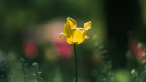 Practical guide for US advertisers to locate Ukraine-based HBO Max creators and close fixed-fee promo deals—compliant, scalable, and ready to execute.