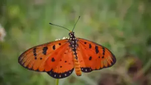 Practical playbook for US creators to find, pitch, and land sponsored hotel reviews with Kazakhstan brands via Pinterest—step-by-step outreach, creative hooks, and campaign tips.