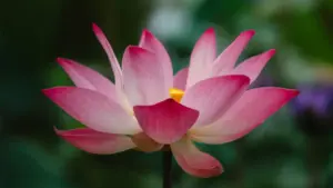 Practical guide for US advertisers on locating Russian YouTube creators to run seasonal promotions—strategy, vetting, outreach templates, and campaign risk controls.