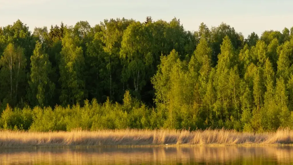 Practical, street-smart tactics for US creators to find and pitch Cambodian brands on SoundCloud for short-form branded videos — outreach scripts, platform tips, and market cues.