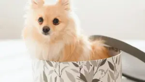 Practical playbook for US creators to find, pitch, and showcase sustainable Estonian Etsy makers — with outreach templates, platform tips, and promo ideas.