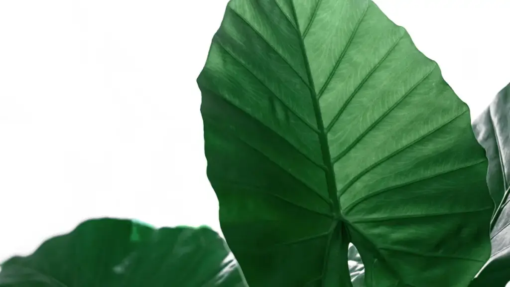 Practical playbook for US creators who want to contact Kenyan brands on Rumble for giveaway collabs — outreach scripts, platform tips, and cultural context.